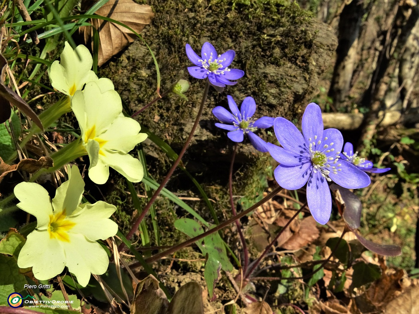 23 Primula vulgaris e Hepatica nobilis.JPG